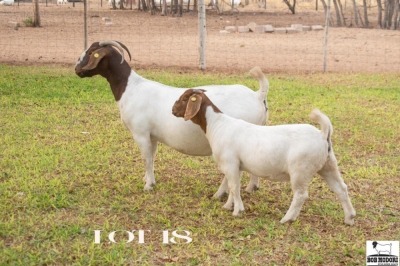 1+1X BOERGOAT DOE & KID BOB MODORI