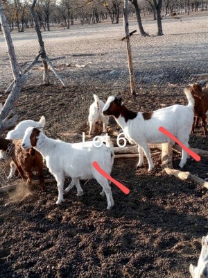 2X BOERGOAT/SANNEN DOE DIKGANG REBAENG