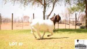 1X BOERGOAT BUCK BOB MODORI