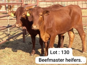 2X BEEFMASTER HEIFER DOEPIE DU PLESSIS