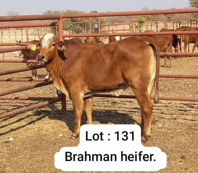 1X RED BRAHMAN HEIFER DOEPIE DU PLESSIS