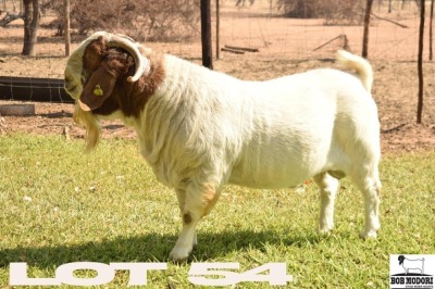 1X BOERGOAT BUCK BOB MODORI