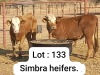 2X SIMBRA HEIFER DOEPIE DU PLESSIS