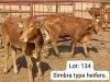 2X SIMBRA HEIFER DOEPIE DU PLESSIS