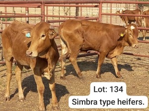 2X SIMBRA HEIFER DOEPIE DU PLESSIS