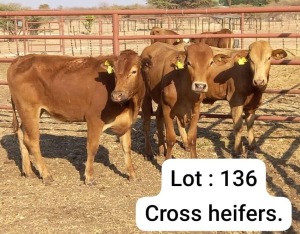 3X BEEFMASTER HEIFER DOEPIE DU PLESSIS