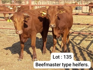 2X BEEFMASTER HEIFER DOEPIE DU PLESSIS