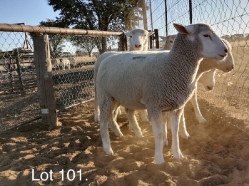 LOT 101 5 X Jong ooie Andr&eacute; Bezuidenhout (PER STUK OM LOT TE NEEM)