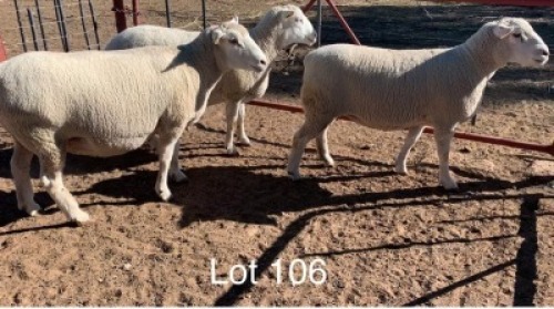 LOT 106 3 X Ooie Willie Oosthuizen (PER STUK OM LOT TE NEEM)