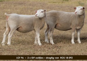 LOT 96 2 X Jong dragtige IDF ooitjie Marí Steyn (PER STUK OM LOT TE NEEM)