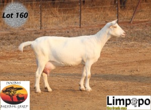 1X SAANEN DOE LIMPOPO MELKERY2