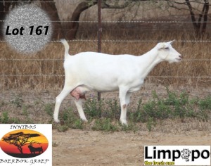 1X SAANEN DOE LIMPOPO MELKERY2