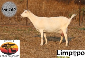 1X SAANEN DOE LIMPOPO MELKERY2