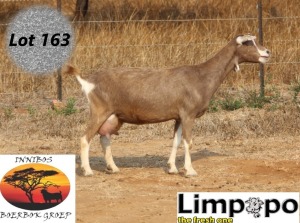 1X TOGGENBURG DOE LIMPOPO MELKERY2