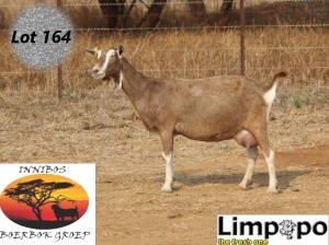 1X TOGGENBURG DOE LIMPOPO MELKERY2