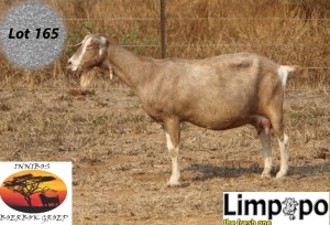 1X TOGGENBURG DOE LIMPOPO MELKERY2