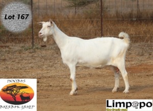 1X SAANEN DOE LIMPOPO MELKERY2