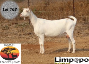 1X SAANEN DOE LIMPOPO MELKERY2