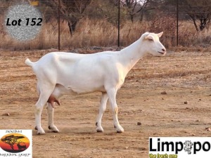 1X SAANEN DOE LIMPOPO MELKERY2