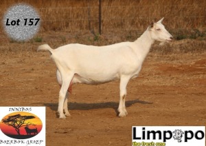 1X SAANEN DOE LIMPOPO MELKERY2