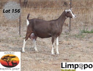 1X TOGGENBURG DOE LIMPOPO MELKERY2