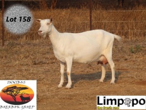 1X SAANEN DOE LIMPOPO MELKERY2