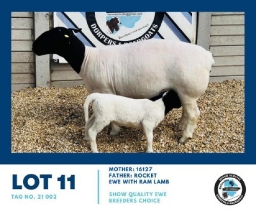 1+1X DORPER EWE & LAMB HENNIE SCHUTTE