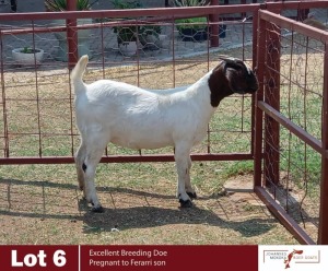 1X BOERGOAT DOE JOHANNES MOKOKA