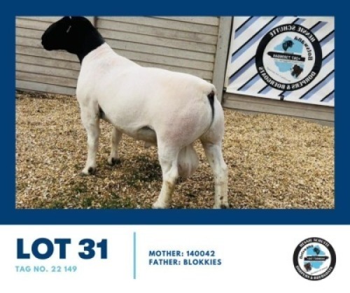 1X DORPER RAM HENNIE SCHUTTE