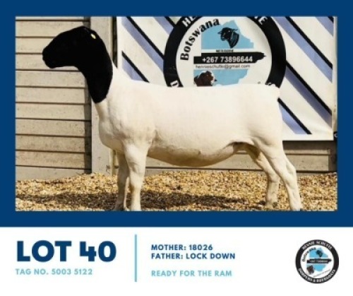 1X DORPER EWE HENNIE SCHUTTE
