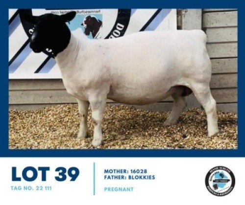 1X DORPER EWE HENNIE SCHUTTE