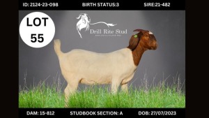 1X BOERGOAT DOE LOURENS VAN NIEKERK