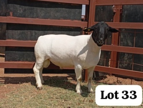 1X DORPER RAM GODFREY GOROGODO