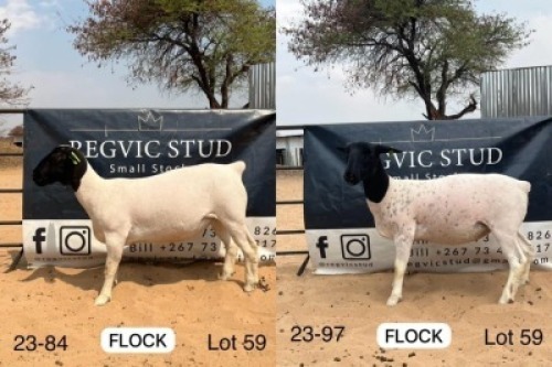 2X DORPER EWE HEIN SIEBRAGHEN