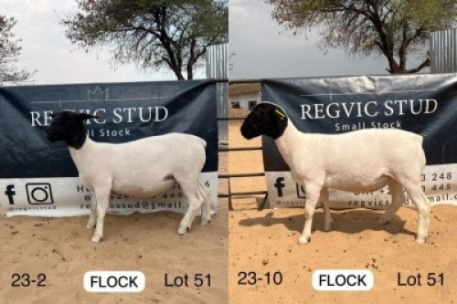 2X DORPER EWE HEIN SIEBRAGHEN