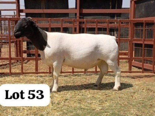 1X DORPER RAM GODFREY GOROGODO