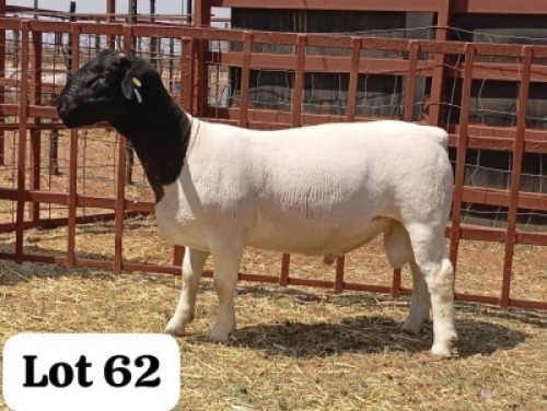 1X DORPER RAM GODFREY GOROGODO