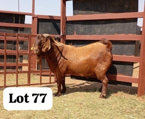 1X KALAHARI RED BUCK GODFREY GOROGODO