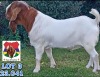 1X BOER GOAT STUD BUCK Stefanus Malan Paardefontein - 116