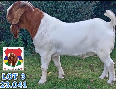 1X BOER GOAT STUD BUCK Stefanus Malan Paardefontein - 116