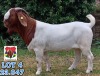 1X BOER GOAT FLOCK BUCK Stefanus Malan Paardefontein - 116