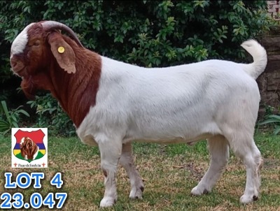 1X BOER GOAT FLOCK BUCK Stefanus Malan Paardefontein - 116