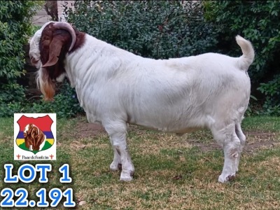 1X BOER GOAT STUD BUCK Stefanus Malan Paardefontein - 116