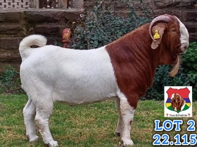 1X BOER GOAT FLOCK BUCK Stefanus Malan Paardefontein - 116