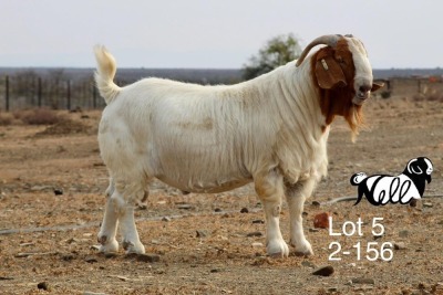 1X BOER GOAT STUD BUCK Nicky Nell Brakrivier - 106