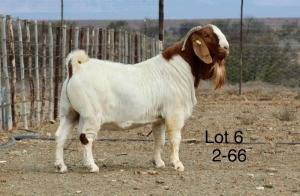 WITHDRAWN - 1X BOER GOAT BUCK Nicky Nell Brakrivier - 106