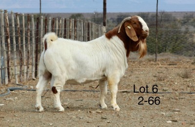 WITHDRAWN - 1X BOER GOAT BUCK Nicky Nell Brakrivier - 106