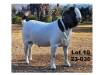 1X BOER GOAT FLOCK BUCK Tommie van Kerken Prasperede BBS - 1256