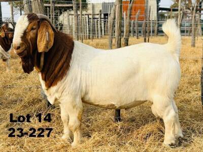 WITHDRAWN - 1X BOER GOAT BUCK Jonathan Fetting Alphaeton Boergoats - 1426