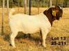 WITHDRAWN - 1X BOER GOAT BUCK Jonathan Fetting Alphaeton Boergoats - 1426